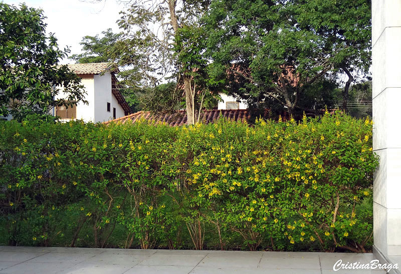 Cerca viva de triális com flores amarelas em um jardim