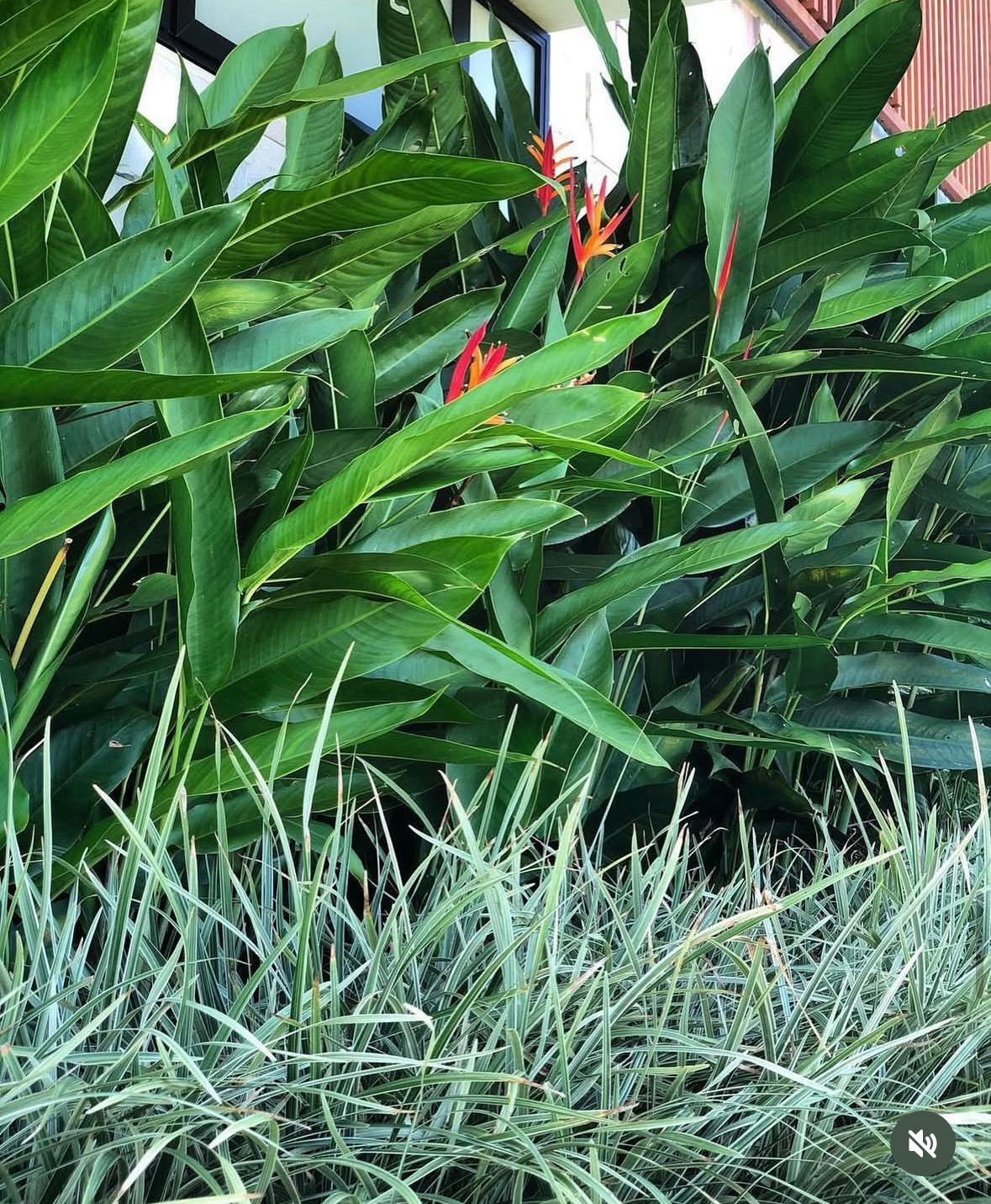 Forrações e folhagens largas com flores de helicônio em um canteiro
