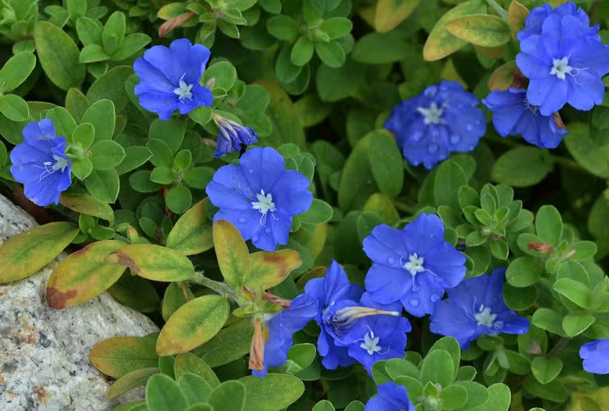 Azulzinha (Evolvulus) florida entre forrações verdes